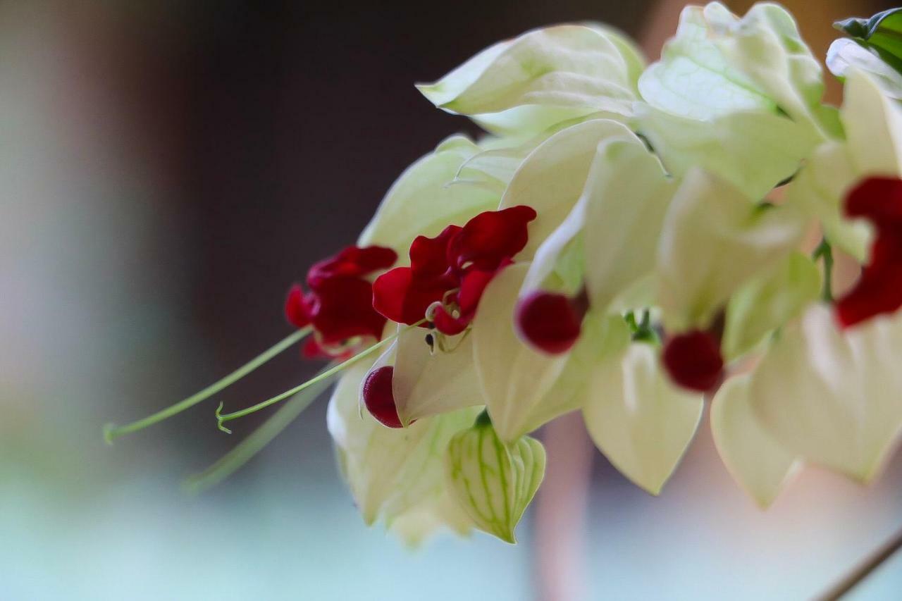 Posada Gema De Copan ซานตา โรซา เด โกปัน ภายนอก รูปภาพ
